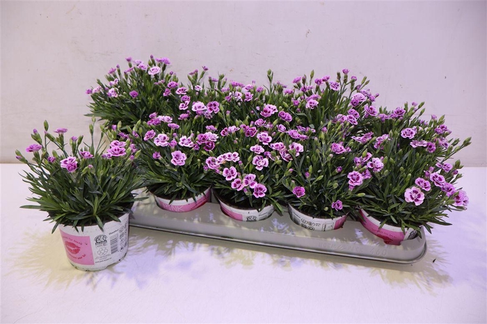 <h4>arr8 Dianthus Pink Kisses</h4>