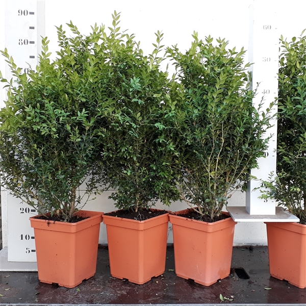 Buxus sempervirens 50-60cm struik potkweek