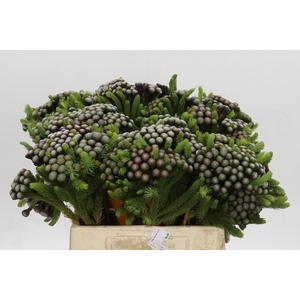 Cape Green Albiflora