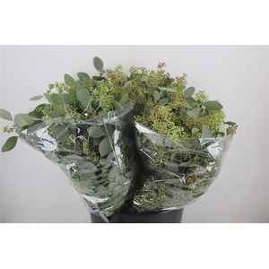 Euca Populus Berry Short 150gr P Bunch