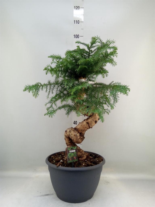 <h4>Araucaria   ...</h4>