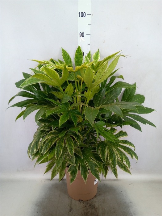 <h4>Fatsia japonica 'Variegata'</h4>