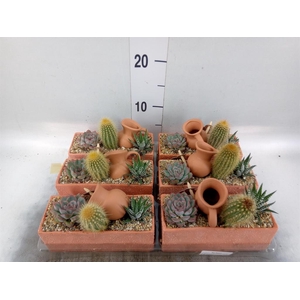 Arr.  Cactus L%