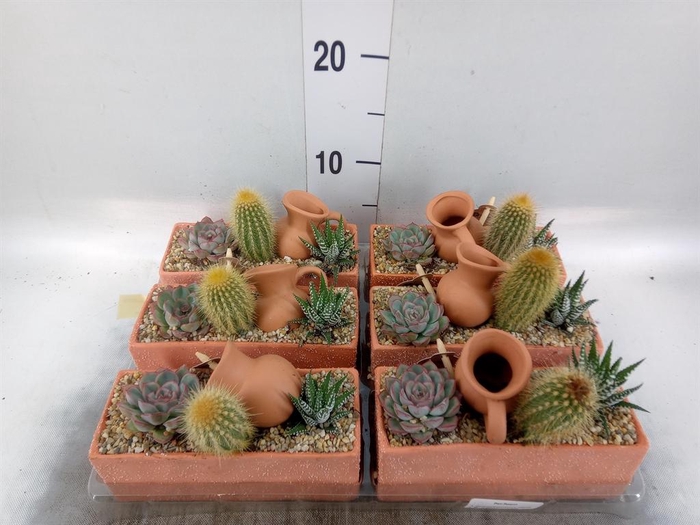 <h4>Arr.  Cactus L%</h4>