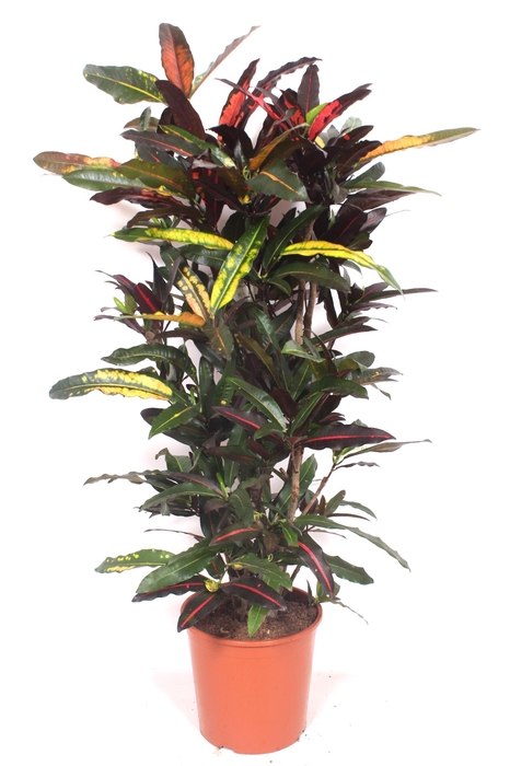 <h4>Codiaeum Mango (Croton)</h4>