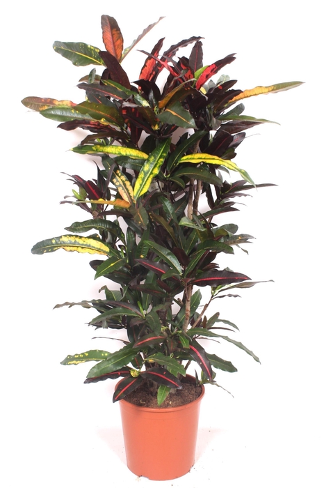 <h4>Codiaeum Mango (Croton Mango)</h4>