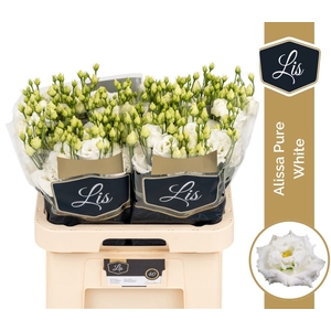 Eust Alissa White Pure LIS