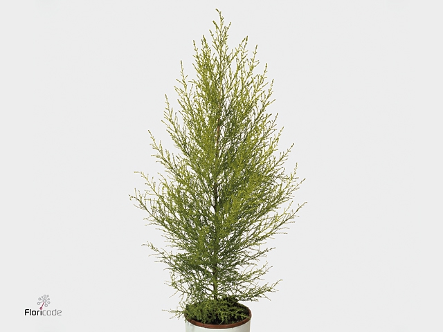 Cupressus Goldcrest Wilma