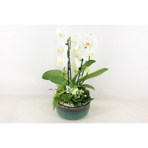 arr2 PL - Ker. pot verde Phal. 285/3