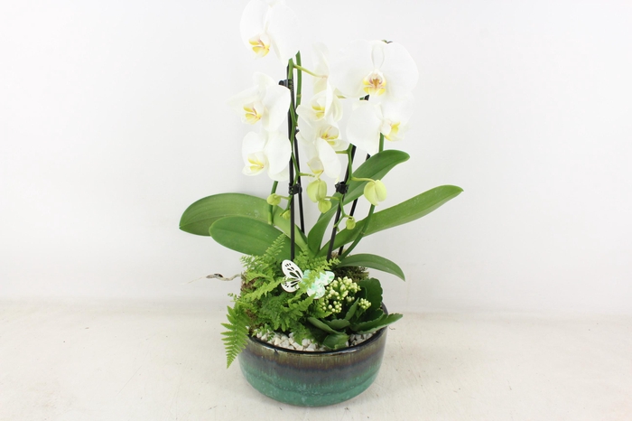 <h4>arr2 PL - Ker. pot verde Phal. 285/3</h4>