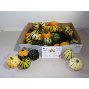 Cucubita Pepo Mix X40