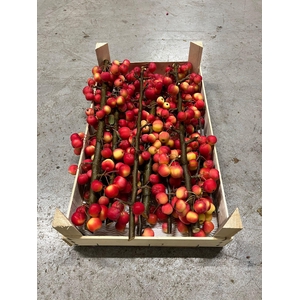 SIERFRUIT MALUS TAK KIST