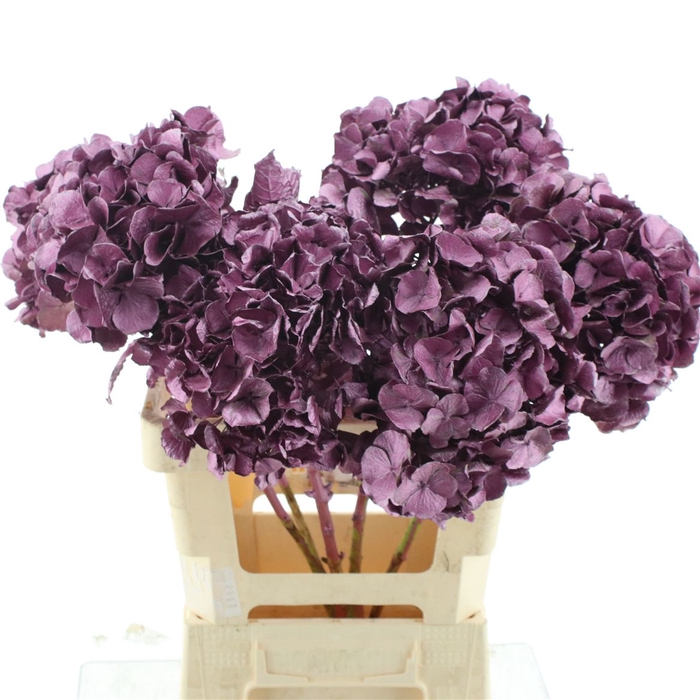 <h4>Hydrangea Klb Metallic Cerise</h4>