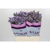 Limonium sinuatum Donau Birds