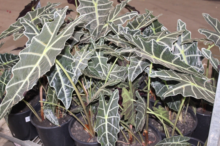 <h4>ALOCASIA AMAZONICA P23</h4>