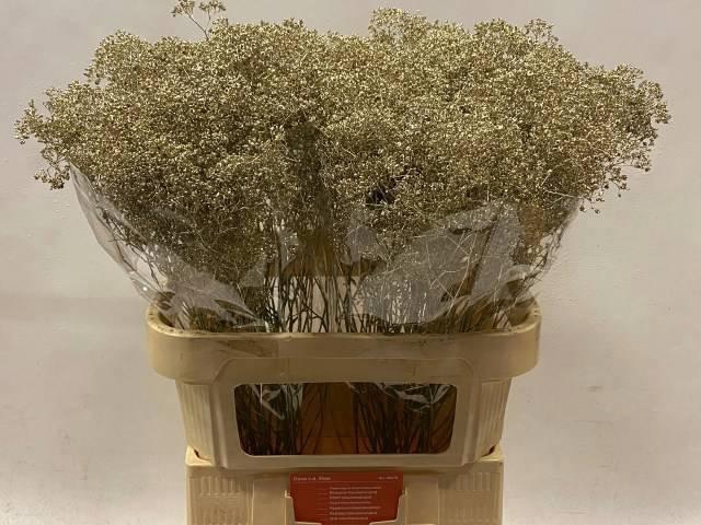 <h4>GYPS KLB H%</h4>