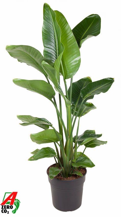 <h4>Strelitzia Nicolai P31(zonder bloem)</h4>