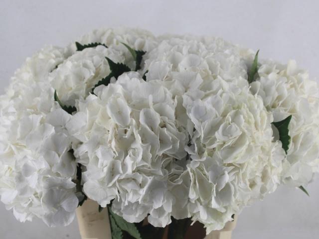 <h4>HYDR M CH WHI VERENA</h4>