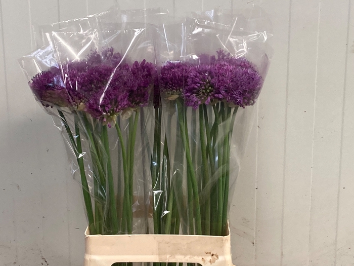 <h4>ALLIUM PURPLE SENS</h4>