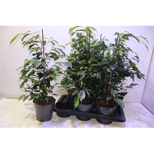 arr8 Fic Be Danielle