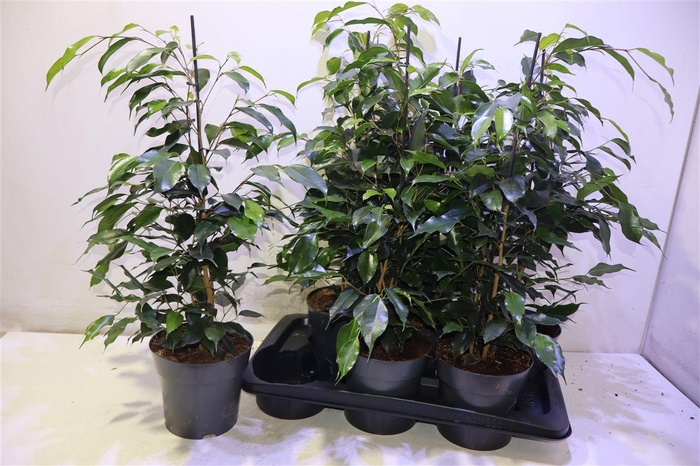 <h4>arr8 Fic Be Danielle</h4>