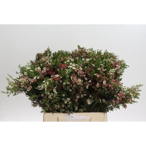 Chamelaucium My Sweet 16