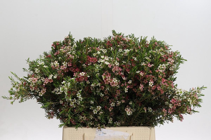 Chamelaucium My Sweet 16