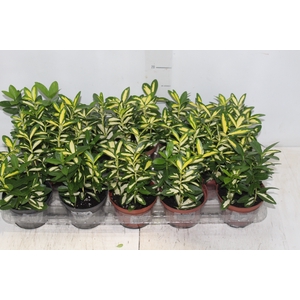 EUONYMUS AUREUS P11