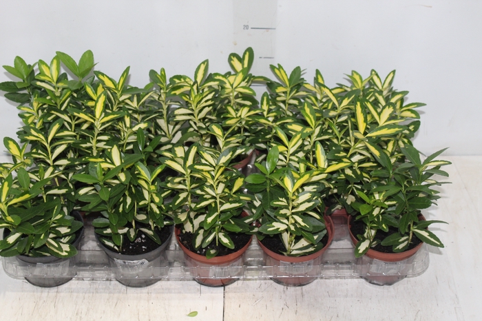 EUONYMUS AUREUS P11