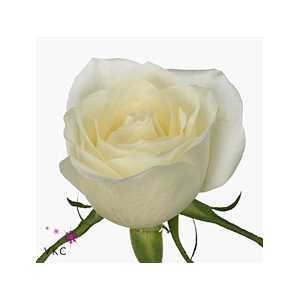 Rosa Albatros
