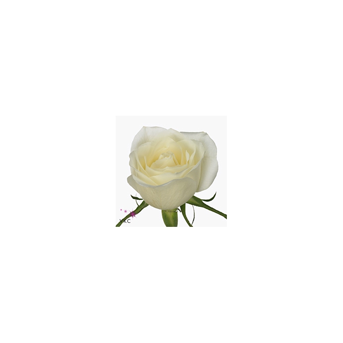 <h4>Rosa Albatros</h4>