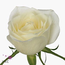Rosa Albatros
