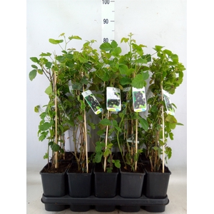 Rubus fruticosus 'Black Satin'