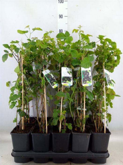 <h4>Rubus fruticosus 'Black Satin'</h4>
