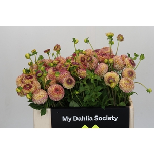 Dahlia Ping Pong