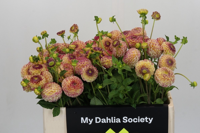 <h4>Dahlia Ping Pong</h4>