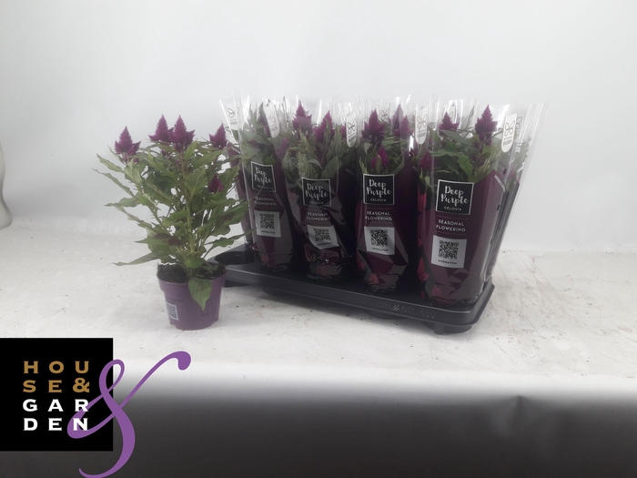 <h4>CEL DEEP PURPLE</h4>