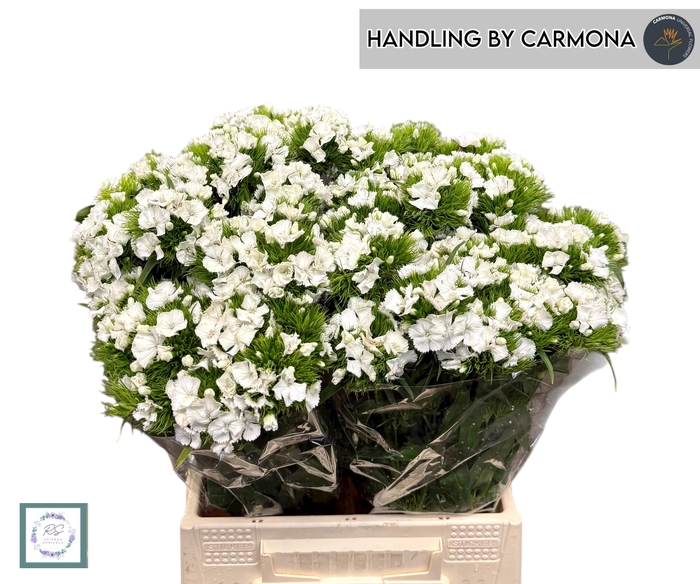 <h4>DI BARB BAR WHITE</h4>