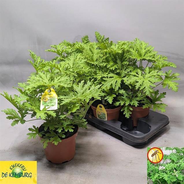 <h4>PEL GRAV LEMON TREE</h4>