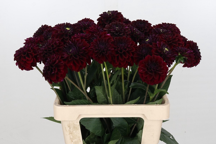 <h4>Dahlia Black Fox</h4>