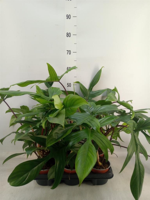 <h4>Philodendron   ...</h4>