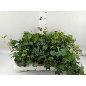 Hedera helix 'Green Ripple'