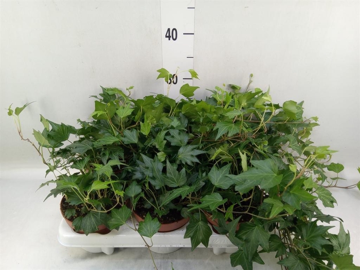 <h4>Hedera helix 'Green Ripple'</h4>