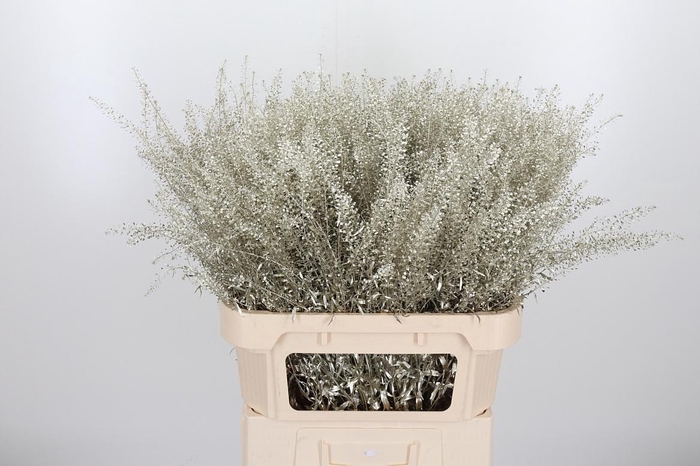 Lepidium Kl Bh Platina