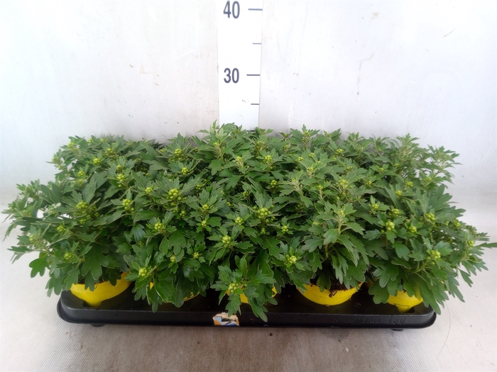 <h4>Ajania pacifica 'Pacific Yellow'</h4>