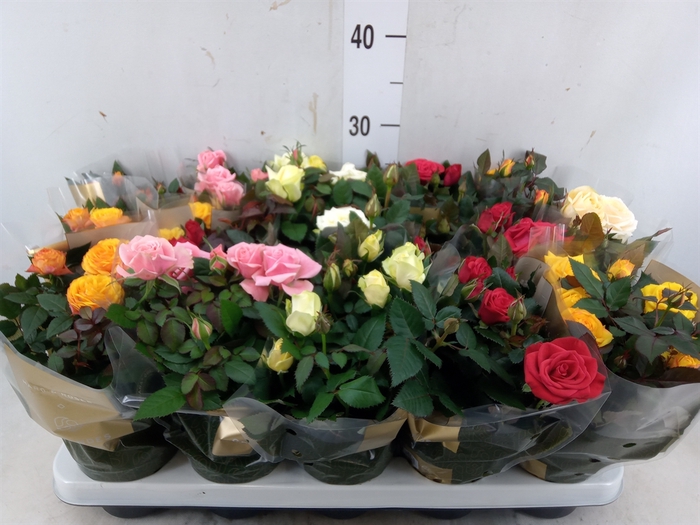 <h4>Rosa  'Kordana Grande'   ...mix</h4>