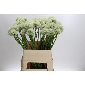 Allium Mount Everest