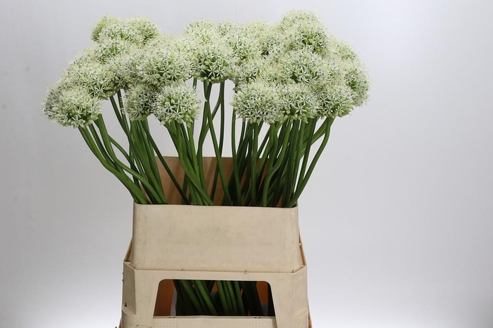 <h4>Allium Mount Everest</h4>
