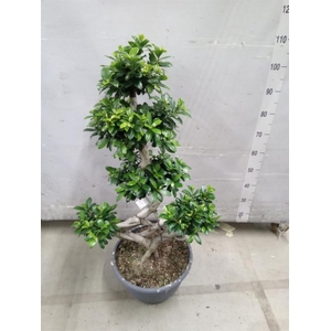 Ficus microcarpa 'Ginseng'