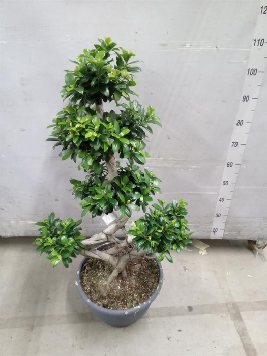 <h4>Ficus microcarpa 'Ginseng'</h4>